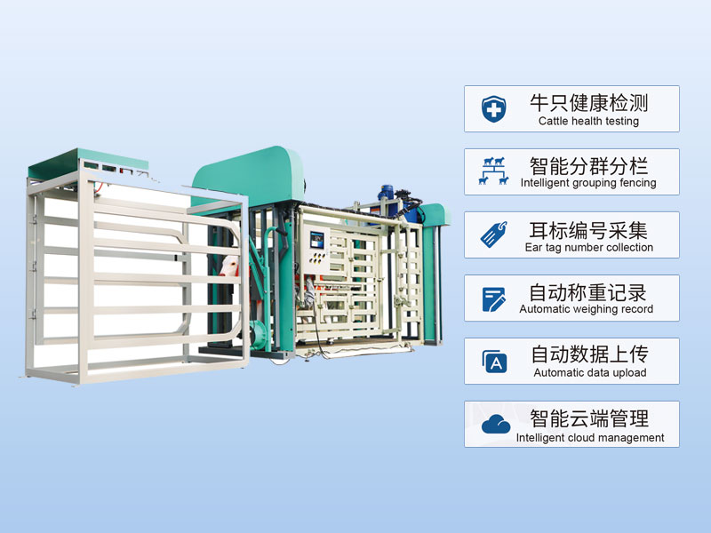 Cattle restraint, weighing and sorting station