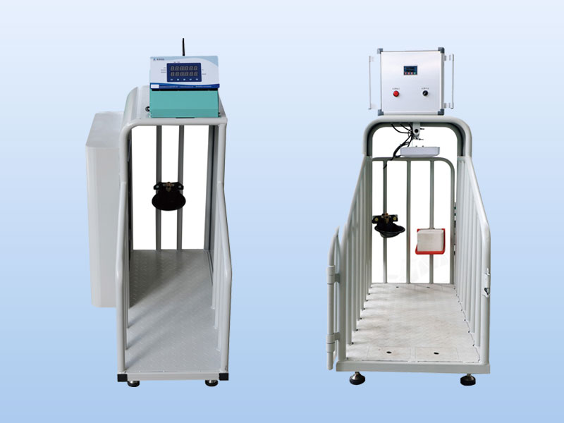Smart sheep drinking and weighing station