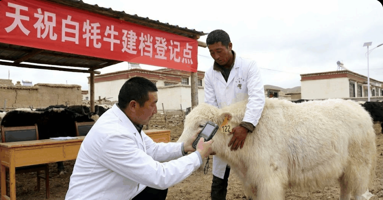 Yak registration and chip implantation